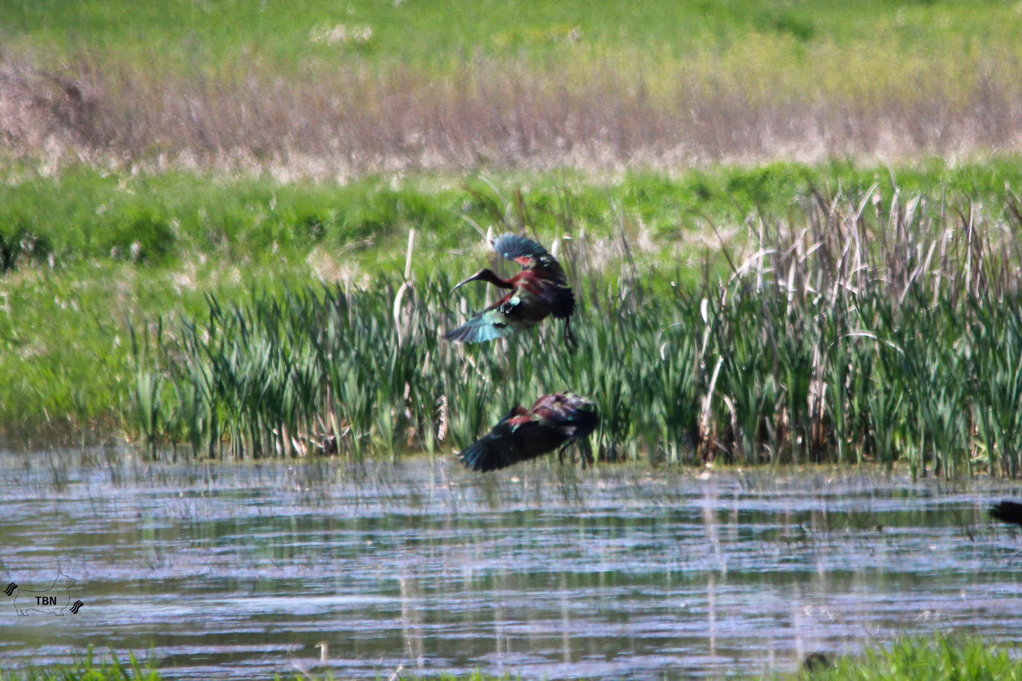 Glossy Ibis